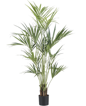 De Kunstplant Kentia Palm 180 cm heeft lange, slanke groene bladeren en meerdere dunne stelen in een zwarte pot, tegen een effen witte achtergrond.