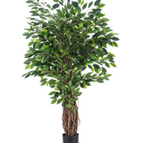 De Kunstplant Ficus Tropisch Liana 150 cm is een hoge kunstboom met een gevlochten stam en dichte groene bladeren, weergegeven in een kleine zwarte pot tegen een effen witte achtergrond.