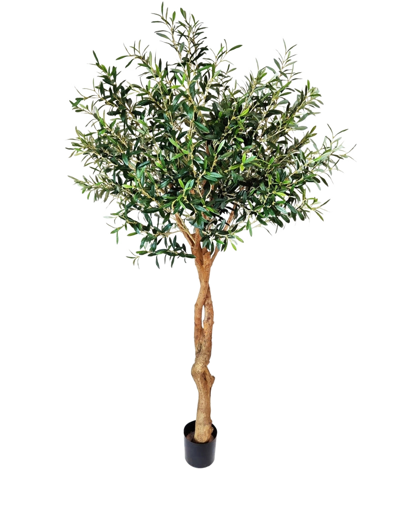 De Kunst Olijfboom 190 cm heeft een gedraaide lichtbruine stam en dichte groene bladeren die een mediterrane sfeer toevoegen. Tegen een effen witte achtergrond is hij perfect voor een stijlvolle inrichting binnenshuis.