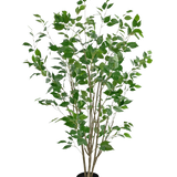 De Kunstplant Ficus 150 cm is een kunstboom in pot met meerdere slanke bruine stammen en weelderige groene bladeren tegen een effen witte achtergrond.