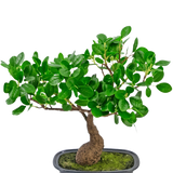 De Kunstplant Bonsai Ficus 30 cm heeft een kleine, gebogen stam en dicht glanzend groen blad, in een ondiepe zwarte pot met mos. Hij is perfect voor elke ruimte en steekt mooi af tegen een effen witte achtergrond.