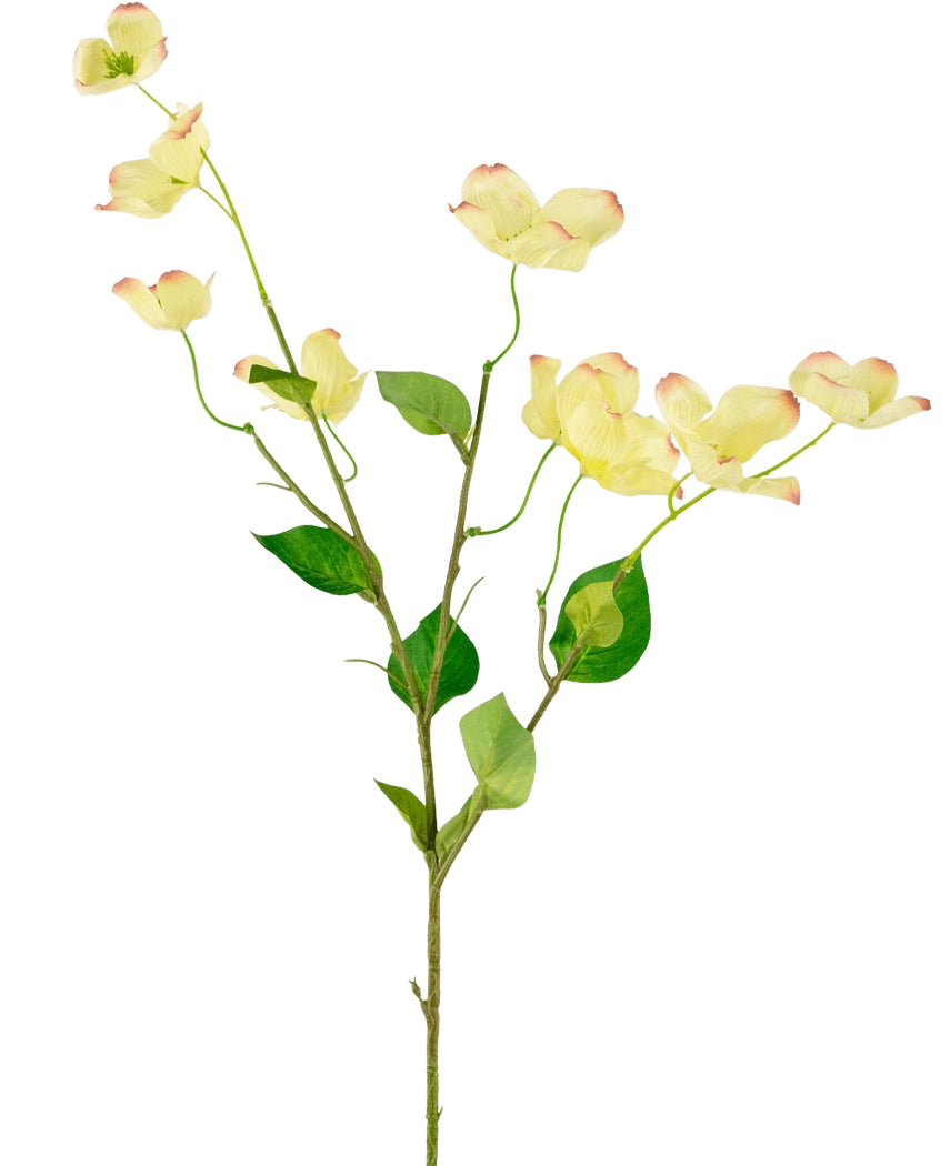 Het Kunstkornoelje Real Touch Lichtgeel 74cm heeft een enkele steel met groene bladeren en verschillende lichtgele kornoeljebloemen met roze getipte bloemblaadjes, tegen een effen witte achtergrond.