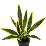 Een Kunstplant Sansevieria Laurentii 44 cm in sierpot met lange, rechtopstaande groene bladeren, gele randen en donkere strepen wordt getoond tegen een effen witte achtergrond.