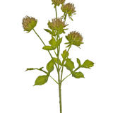 De Kunstbloem Distel 66 cm bruin heeft een groene steel met verschillende vertakkende bladeren en zes bruine, piekerige bloemhoofdjes tegen een effen witte achtergrond.