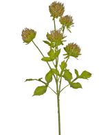 De Kunstbloem Distel 66 cm bruin heeft een groene stengel met verschillende takken, elk bedekt met ronde trossen bruine, stekelige bloemhoofdjes en gekartelde groene bladeren, geïsoleerd op een witte achtergrond.