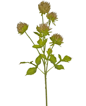De Kunstbloem Distel 66 cm bruin heeft een groene steel met verschillende vertakkende bladeren en zes bruine, piekerige bloemhoofdjes tegen een effen witte achtergrond.