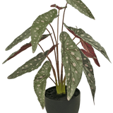 De Kunst Begonia 48 cm in sierpot zwart heeft grote groene bladeren met witte vlekken en roodachtige onderkant, gepresenteerd in een zwarte pot tegen een witte achtergrond.