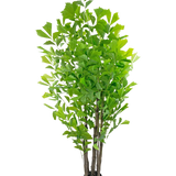 De Kunstplant Fishtailpalm 210 cm is een hoge kunstplant in pot met meerdere bruine stengels en weelderige groene bladeren, gepresenteerd in een kleine zwarte pot tegen een witte achtergrond.