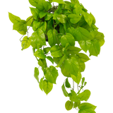 De Kunst Pothos struik Deluxe 90 cm UV heeft levendige groene, hartvormige bladeren die naar beneden vallen, tegen een effen witte achtergrond.