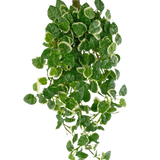 De Kunst Hangplant Pumila 50 cm UV heeft groene bladeren met witte randen, tegen een effen witte achtergrond.