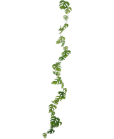 De Kunst slingerplant Monstera 182 cm is een lange kunstliaan met groene, natuurlijk gevormde bladeren, die verticaal hangt tegen een effen lichte achtergrond.