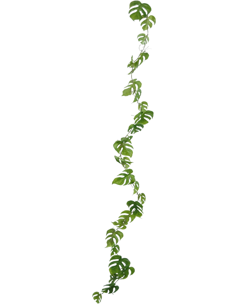 De Kunst slingerplant Monstera 182 cm is een lange kunstliaan met groene, natuurlijk gevormde bladeren, die verticaal hangt tegen een effen lichte achtergrond.