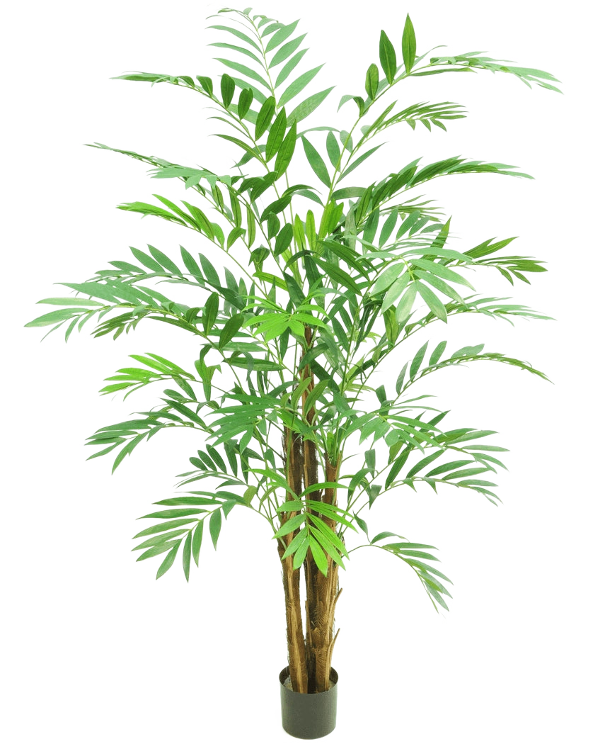 De Kunstplant Hawaii Parlour 180 cm is een hoge kamerpalm in pot met meerdere slanke bruine stammen en lange, gebogen groene bladeren, tegen een effen witte achtergrond.