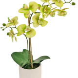 De Kunst Orchidee Real Touch 60 cm groen is een kunstorchidee in pot met lichtgroene en gele bloemen, verschillende groene knoppen op lange stelen en brede donkergroene bladeren in een eenvoudige witte pot.