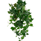 De Kunst klimop reuzenbladeren 100cm hebben weelderige groene klimopbladeren met puntige randen en slingerende ranken, prachtig weergegeven tegen een effen witte achtergrond.