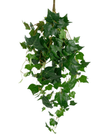 De Kunst klimop reuzenbladeren 100cm heeft een cascade van glanzende, puntige groene klimopbladeren en ranken in verschillende tinten, die naar beneden hangen voor een realistische look.