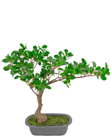 De Kunstplant Bonsai Ficus 40 cm heeft een kleine bonsaiboom met een gebogen stam en dichte groene bladeren in een ondiepe rechthoekige grijze pot, het oppervlak bedekt met mos, tegen een witte achtergrond.