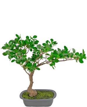 De Kunstplant Bonsai Ficus 40 cm heeft een slanke, gebogen stam met dichte groene bladeren in een ondiepe rechthoekige pot met mos erop, tegen een witte achtergrond.