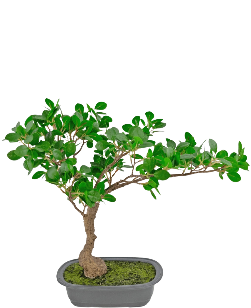 De Kunstplant Bonsai Ficus 40 cm heeft een slanke, gebogen stam met dichte groene bladeren in een ondiepe rechthoekige pot met mos erop, tegen een witte achtergrond.