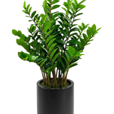 De Kunstplant Zamioculcas kant en klaar in zwarte pot van 120 cm heeft glanzende groene bladeren en staat in een eenvoudige, ronde zwarte pot tegen een witte achtergrond.