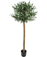 De Kunst olijfboom UV 150 cm heeft een slanke bruine stam en dicht groen blad, is UV-bestendig en wordt geleverd in een eenvoudige zwarte pot tegen een witte achtergrond.