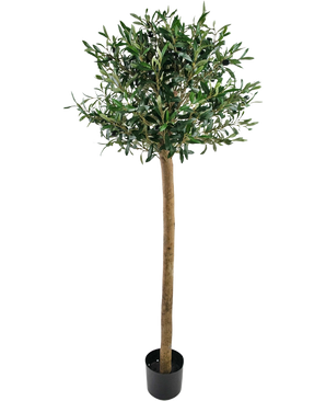 De Kunst olijfboom UV 150 cm heeft een slanke bruine stam en dicht groen blad, is UV-bestendig en wordt geleverd in een eenvoudige zwarte pot tegen een witte achtergrond.