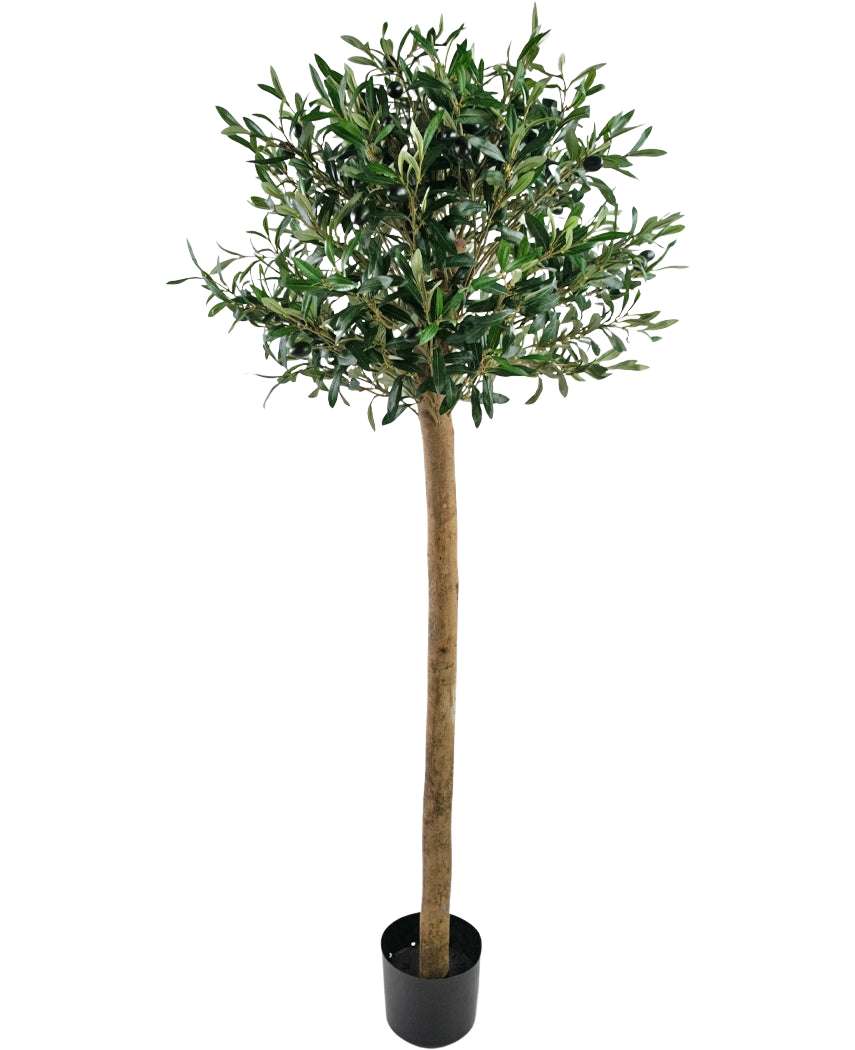 De Kunst olijfboom UV 150 cm van Easyplants heeft een slanke stam, volle groene bladeren en staat in een zwarte pot tegen een witte achtergrond. Deze UV-bestendige kunstplant is perfect voor elke ruimte.