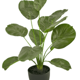 De Kunst Calathea 58 cm groen heeft grote, glanzende, hartvormige groene bladeren op lange stelen en wordt geleverd in een eenvoudige ronde zwarte pot tegen een witte achtergrond.