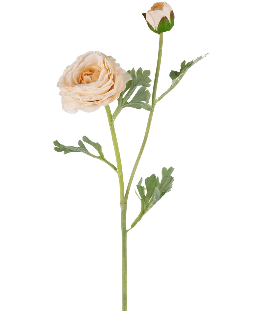 De Kunstranonkel Real Touch Crème 60cm heeft een enkele perzikkleurige ranonkelsteel met gelaagde bloemblaadjes, een kleinere gesloten knop en groen gelobde bladeren, allemaal prachtig gedetailleerd en geïsoleerd op een witte achtergrond.