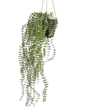 De Kunst hangplant Pumila 81 cm in pot heeft kleine, ronde groene bladeren die langs dunne stengels uit een hangende pot naar beneden hangen, geïsoleerd op een witte achtergrond.