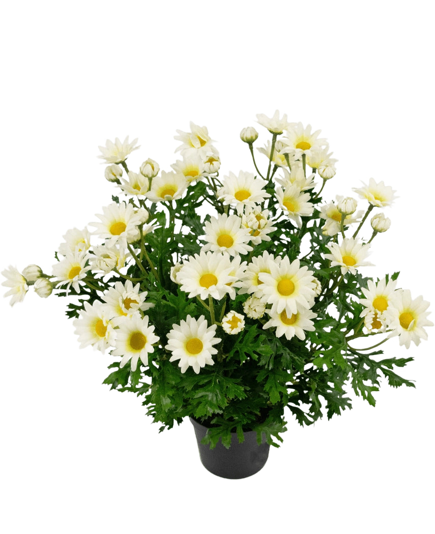 Kunstplant Daisy 31 cm