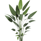 De Kunstplant Heliconia 210 cm heeft lange, slanke groene stelen en grote, puntige bladeren in een zwarte pot - ideaal om de schoonheid van grote planten in elke ruimte te brengen.