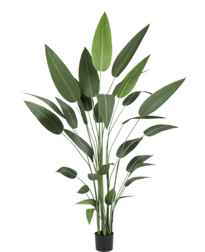 De Kunstplant Heliconia 210 cm heeft hoge, slanke groene bladeren en puntig blad op meerdere rechtopstaande stelen in een zwarte pot - ideaal voor liefhebbers van grote kunstplanten en tropische stijl.