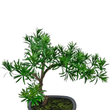 De Kunstplant Bonsai Podocarpus 40 cm heeft dicht groen gebladerte in een ondiepe rechthoekige grijze pot met mos, perfect om een natuurlijke stijl toe te voegen aan elke ruimte.