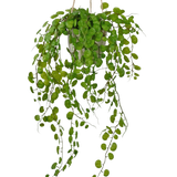 De Kunst hangplant Vetplant in cementen pot van 43 cm heeft lange, hangende groene bladeren met ronde vormen en is opgehangen met touw tegen een witte achtergrond.