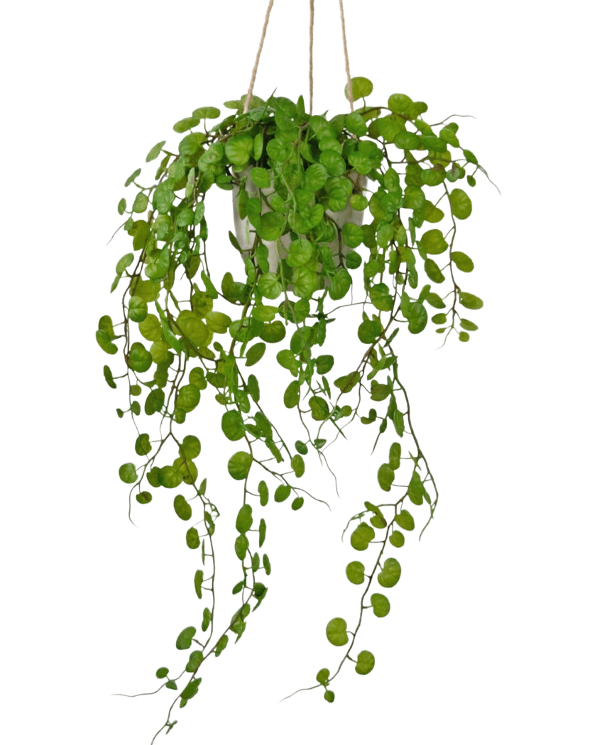 De Kunst hangplant Vetplant in cementen pot van 43 cm heeft lange, hangende groene bladeren met ronde vormen en is opgehangen met touw tegen een witte achtergrond.