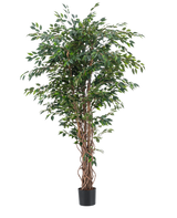 Kunstplant Ficus Liana 180 cm met gevlochten stammen en weelderige groene bladeren in een zwarte pot op een witte achtergrond-ideale realistische decoratie voor iedereen die op zoek is naar stijlvolle namaakplanten.