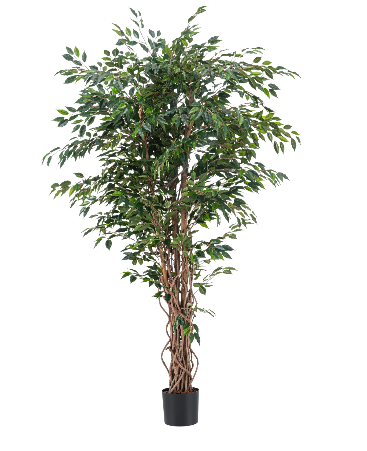 De Kunstplant Ficus Liana 180 cm heeft slanke, gedraaide bruine stammen en overvloedige groene bladeren in een zwarte pot, tegen een effen witte achtergrond. Ideaal om weelderig, stijlvol groen toe te voegen aan je interieur met deze realistische kunstplant.