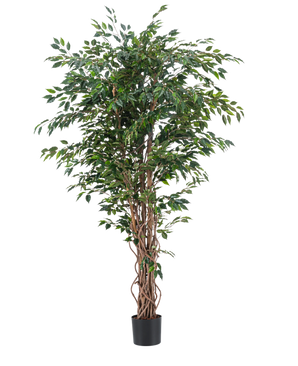 Kunstplant Ficus Liana 180 cm met gevlochten stammen en weelderige groene bladeren in een zwarte pot op een witte achtergrond-ideale realistische decoratie voor iedereen die op zoek is naar stijlvolle namaakplanten.