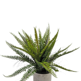 De Kunstplant Boston Varen 48 cm in sierpot is een realistische groene varenplant gepresenteerd in een decoratieve betonnen pot, tegen een witte achtergrond.
