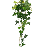 De Kunst hangplant Klimop Boston 70 cm groen heeft weelderige, groene, stervormige klimopbladeren die naar beneden vallen tegen een effen witte achtergrond.