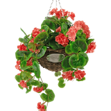 De Kunstbegonia roze in mand UV 70cm is een hangende rieten mand met weelderige groene bladeren en levendige koraalroze begonia bloemen, opgehangen aan een zilveren ketting tegen een witte achtergrond.