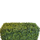 De Kunsthaag Buxus Romeinse Stijl (90 x 35 x 50 cm) is een dichte, rechthoekige groene haag met kleine blaadjes, geïsoleerd afgebeeld op een witte achtergrond.