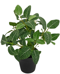 Kunstplant Fittonia Groen-wit in Pot 25cm