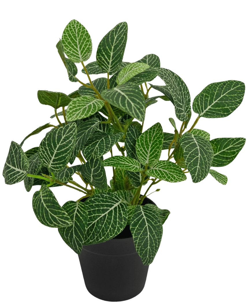 De Kunstplant Fittonia Groen-wit in Pot 25cm heeft weelderige groene bladeren met opvallende witte aderen, gepresenteerd in een eenvoudige zwarte pot en gefotografeerd tegen een effen witte achtergrond.