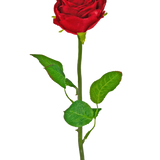 De Kunstbloem Roos Klassiek 54 cm rood is een enkele rode kunstroos met een groene steel en bladeren, tegen een effen witte achtergrond.