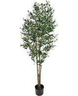 De Kunst olijfboom UV 180 cm heeft dichte groene bladeren en meerdere bruine stelen in een kleine zwarte pot. Deze UV-bestendige kunstplant voegt blijvend groen toe aan elke ruimte, perfect tegen een witte achtergrond.