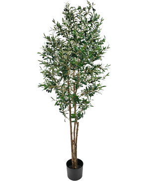 De Kunst olijfboom UV 180 cm heeft dichte groene bladeren en meerdere bruine stelen in een kleine zwarte pot. Deze UV-bestendige kunstplant voegt blijvend groen toe aan elke ruimte, perfect tegen een witte achtergrond.