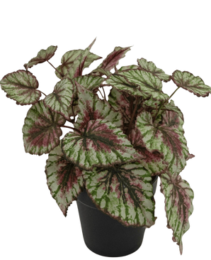Een Kunstplant Begonia in pot 25cm met grote, hartvormige bladeren met groene randen, zilveren harten en rozerode nerven, tegen een witte achtergrond.