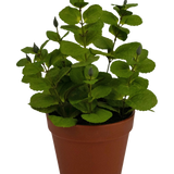 De Kunstplant Mint 30 cm is een kleine kunstplant met ronde groene bladeren in een bruine plastic pot, tegen een effen witte achtergrond.
